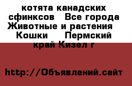 котята канадских сфинксов - Все города Животные и растения » Кошки   . Пермский край,Кизел г.